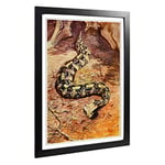 Big Box Art Framed Print of Vintage H Johnston Gaboon Puff Adder Design | Wall Art Picture | Home Decor for Kitchen, Living Room, Bedroom, Hallway, Black, A2 / 24.5x18 Inch / 62x45cm