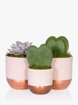 The Little Botanical Love Heart Succulent Plants