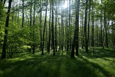 Sonnenaufgang im Wald hinter den Bumen im Frhling mit langen Schatten