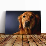 Big Box Art Canvas Print Wall Art Golden Retriever Dog 2 | Mounted and Stretched Box Frame Picture | Home Decor for Kitchen, Living, Dining Room, Bedroom, Hallway, Multi-Colour, 20x14 Inch