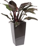 Philodendron Imperial Red, inkl. potte, 1 stk