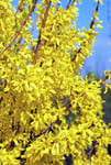 Forsythia lat. Forsythia Mandschuria 'Northern Gold' E