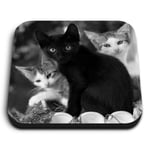 Square MDF Magnets - BW - Cute Kittens Black Tabby Ginger Cat  #43908