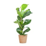 BloomPost Ficus Lyrata + Basket - 70-80 cm - Plante d'intérieur - Facile à entretenir - Plante d'intérieur - Facile à cultiver - Plantes de bureau à domicile - Parfaites pour un air pur - Pot inclus