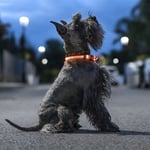 LED-halsband för husdjur Petlux InnovaGoods