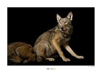 Komar WB-NG-025-50x40 Tableau mural géographique Motif loup rouge 50 x 40 cm Sans cadre