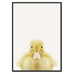 Poster Gallerix Baby Duck