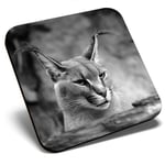 Square Single Coaster bw - Caracal African Lynx Cat  #38979