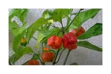 7x Trinidad Moruga Scorpion Rouge- Graines Semences Cuisine Jardin Chili PW45