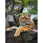 Wee Blue Coo Photography Zoo Big Cat Tiger Stripes Nature Animal Art Print Poster Wall Decor 12X16 Inch