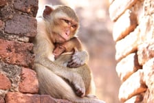 Mother Monkey Hug Baby