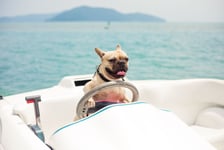 Funny French Bulldog dog is sitting behind the wheel of a speedboat put his paws on the steering wheel against the sea the carefree sunny summer day lighting effects speed boat