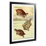 Big Box Art Framed Print of Vintage Fleischmann. Josef Indian Turtles Design | Wall Art Picture | Home Decor for Kitchen, Living Room, Bedroom, Hallway, Black, A2 / 24.5x18 Inch / 62x45cm