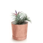 Botle Pot De Fleur Rond Terre Cuite Marron Plastique Beton Effect Cache Pot 10,9 Cm Decoratif Bac A Plantes Avec Soucoupe Fleurs