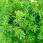 You Garden - Yew Hedging, Taxus baccata, Pack of 10, Evergreen, Ready to Plant