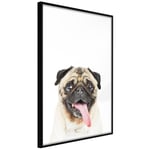 Plakat - Pug - 30 x 45 cm - Sort ramme