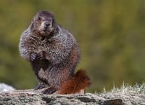 Woodchuck Marmota Monax Poster 30x40 cm