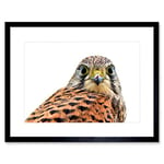 Wee Blue Coo Kestrel Bird Prey Raptor Close Up Art Picture Framed Wall Art Print