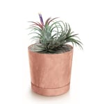 Botle Pot De Fleur Rond Terre Cuite Marron Plastique Beton Effect Cache Pot 19,6 Cm Decoratif Bac A Plantes Avec Soucoupe Fleurs