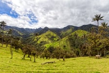 Dramatic Andean valley with wax palms near Salento Colombia