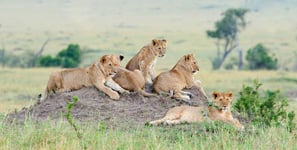 Group of young lions on the hill The lion Panthera leo nubica known as the East African or Massai Lion