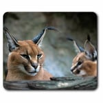 Computer Mouse Mat - Caracal African Lynx Cat Office Gift #3171