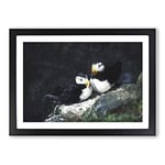 Big Box Art Atlantic Puffin Birds Vol.4 Painting Framed Wall Art Picture Print Ready to Hang, Black A2 (62 x 45 cm)