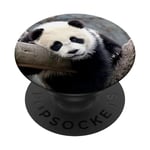 Cute Baby Panda Bear Pop Mount Socket PopSockets Adhesive PopGrip