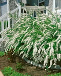 Brudspirea Goliath 80-100 cm 50-p