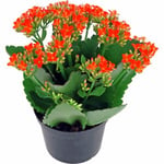 Våreld / Höstglöd lat. Kalanchoe Mix