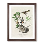 American Redstart Birds By John James Audubon Vintage Framed Wall Art Print, Ready to Hang Picture for Living Room Bedroom Home Office Décor, Walnut A3 (34 x 46 cm)