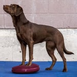 Fitpaws - Disque d'équilibre pour animaux de compagnie 36 cm n/a