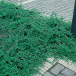 Omnia Garden Prydnadsbuske Krypoxbär Cotoneaster suecicus Skogholm, 10-pack GTG20555-10