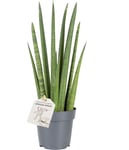 Sansevieria Rocket, uden potte, 6 stk