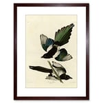 Wee Blue Coo Painting Book Page Birds America Audubon American Magpie Framed Wall Art Print