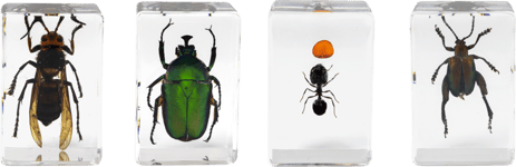 Celestron Microscope Sample 3D Bug Kit #5 -hyönteisnäytteet mikroskoopille