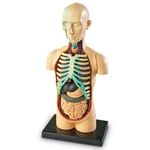 Learning Resources - Anatomimodell - Torso