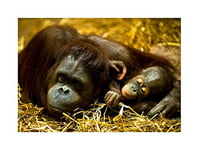 Wee Blue Coo Photo Nature Animal Orang Utan Mother Baby Ape Cute Wall Art Print