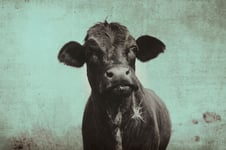 Cute angus cow on farm with vintage grunge effect  Black heifer face against rural sky great for background or print