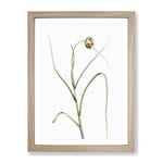 Garlic Flower In Bloom By Pierre Joseph Redoute Vintage Framed Wall Art Print, Ready to Hang Picture for Living Room Bedroom Home Office Décor, Oak A2 (64 x 46 cm)