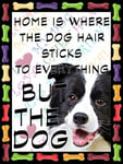 Shawprint Border Collie Dog Fridge Magnet 100mm x 75mm HOME IS WHERE THE DOG HAIR STICKS TO EVERYTHING BUT THE DOG Novelty Gift