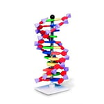 Molymod DNA dubbelhelixmodell, 12 segment, miniDNA-kit - AMDNA060-12