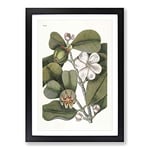 Big Box Art Balsam Tree Flowers by Mark Catesby Framed Wall Art Picture Print Ready to Hang, Black A2 (62 x 45 cm)