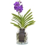 Plant In A Box - Vanda 'Bose' en vase - Orchidée - Bleu - Hauteur 45cm