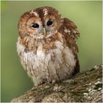 Tawny Owl Greeting Sound Card By Really Wild Cards