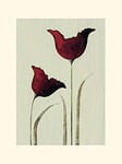 The Art Group Nicola Evans (Tulips I) -Mounted Print 30 x 40cm, Paper, Multicoloured, 30 x 40 x 1.3 cm