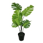 Monstera Plante