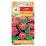 Frö till rosa dahlia-zinnia – Stora, fyllda blommor för rabatter och buketter