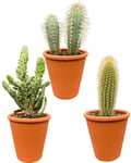 Mélange de piquets pour Cactus - Pots en Terre Cuite 9,5 cm - 15-20 cm de Hauteur (3 pièces)