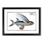 Big Box Art The Flying-Fish by M.E. Bloch Framed Wall Art Picture Print Ready to Hang, Black A2 (62 x 45 cm)